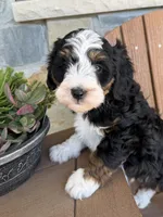 Max, a male Bernedoodle and Miniature Bernedoodle for sale in Kandiyohi, MN – 3 of 5