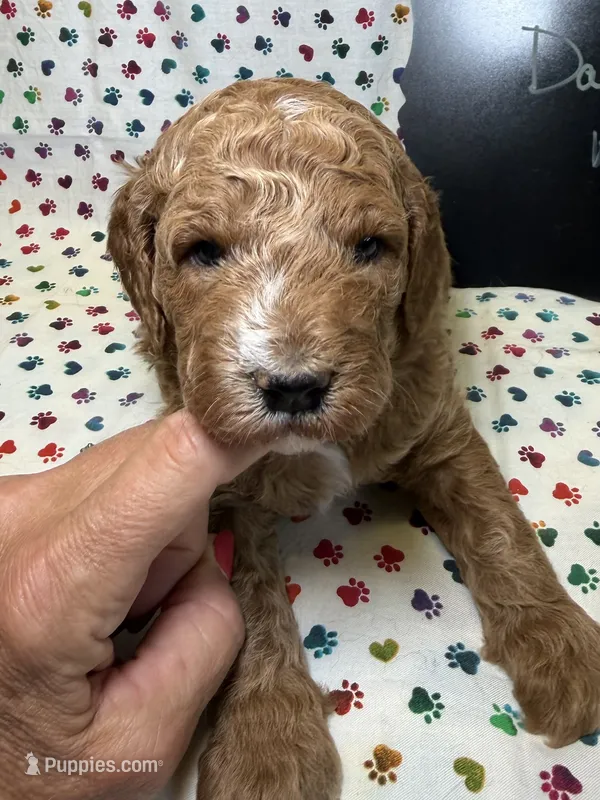 Dallas – Poodle - Miniature , Poodle - Standard  puppy for sale in Kandiyohi, MN