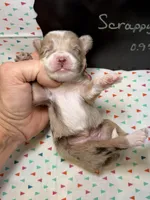 Scrappy, a male Aussiedoodle and Miniature Aussiedoodle for sale in Kandiyohi, MN – 5 of 5