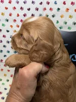 Jersey, a male Cavapoo for sale in Kandiyohi, MN – 2 of 5