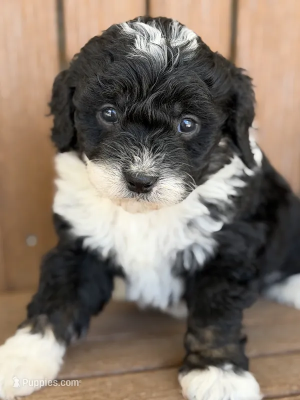 Charlie – Bernedoodle, Miniature Bernedoodle puppy for sale in Kandiyohi, MN