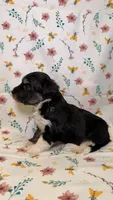 Twix, a female Bordoodle for sale in Kandiyohi, MN – 2 of 3