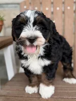 Candy, a female Bernedoodle and Miniature Bernedoodle for sale in Kandiyohi, MN – 2 of 4