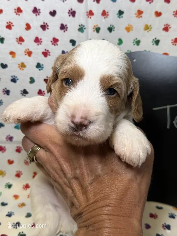 Texas – Cavapoo puppy for sale in Kandiyohi, MN