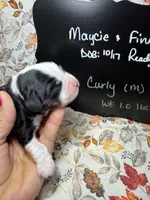 Curly, a male Aussalier for sale in Kandiyohi, MN – 2 of 5