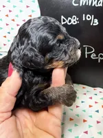 Pepper, a male Cavapoo for sale in Kandiyohi, MN – 3 of 5