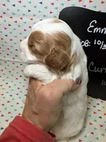 Curry, a male Cavapoo for sale in Kandiyohi, MN – 3 of 5