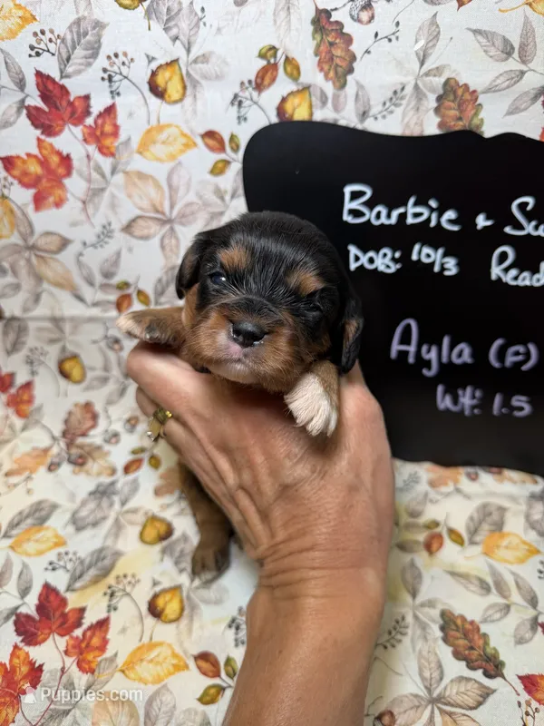 Ayla – Cavalier King Charles Spaniel puppy for sale in Kandiyohi, MN