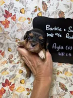 Ayla, a female Cavalier King Charles Spaniel for sale in Kandiyohi, MN – 1 of 5