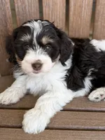 Nala, a female Bernedoodle and Miniature Bernedoodle for sale in Kandiyohi, MN – 7 of 8