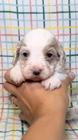 Anthony, a male Cavapoo for sale in Kandiyohi, MN – 2 of 4