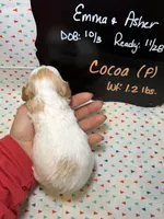 Cocoa, a female Cavapoo for sale in Kandiyohi, MN – 4 of 5