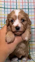 Kate, a female Cavapoo for sale in Kandiyohi, MN – 2 of 5
