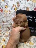 Amelia, a female Cavalier King Charles Spaniel for sale in Kandiyohi, MN – 3 of 5