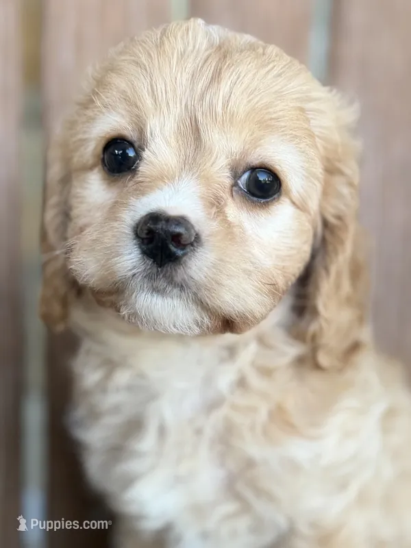 Violet – Cavapoo puppy for sale in Kandiyohi, MN