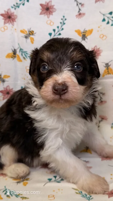 Reeses – Bordoodle puppy for sale in Kandiyohi, MN