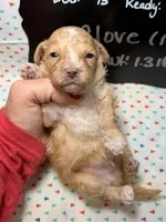 Clove, a male Cavapoo for sale in Kandiyohi, MN – 5 of 5