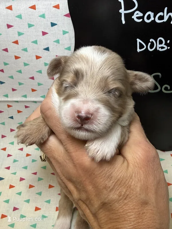 Scrappy – Aussiedoodle, Miniature Aussiedoodle puppy for sale in Kandiyohi, MN