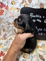 Ayla, a female Cavalier King Charles Spaniel for sale in Kandiyohi, MN – 3 of 5