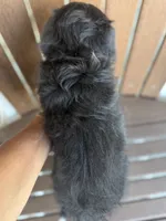 Skittles, a female Bordoodle for sale in Kandiyohi, MN – 4 of 4