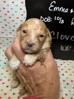 Clove, a male Cavapoo for sale in Kandiyohi, MN – 1 of 5