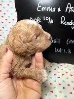 Basil, a male Cavapoo for sale in Kandiyohi, MN – 3 of 5