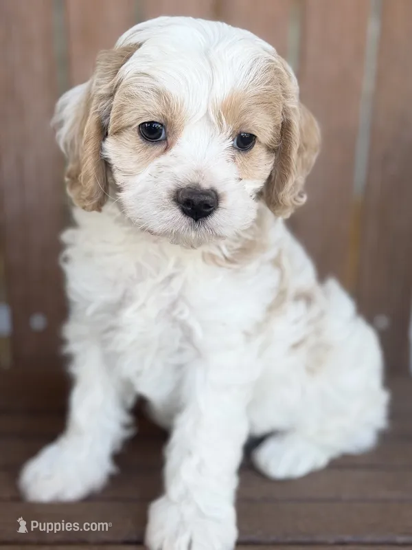 Anthony – Cavapoo puppy for sale in Kandiyohi, MN