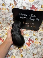 Alma, a female Cavalier King Charles Spaniel for sale in Kandiyohi, MN – 5 of 5