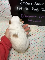 Cinnamon, a female Cavapoo for sale in Kandiyohi, MN – 4 of 5