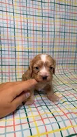 Francesca, a female Cavapoo for sale in Kandiyohi, MN – 4 of 5