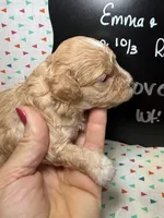 Clove, a male Cavapoo for sale in Kandiyohi, MN – 3 of 5
