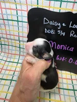 Monica, a female Cavapoo for sale in Kandiyohi, MN – 3 of 4