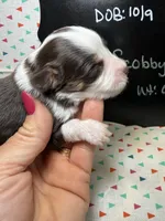 Scobby, a male Aussiedoodle and Miniature Aussiedoodle for sale in Kandiyohi, MN – 2 of 5