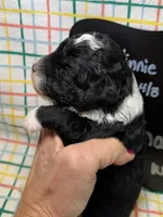 Charlie, a male Bernedoodle and Miniature Bernedoodle for sale in Kandiyohi, MN – Photo 2 of 5