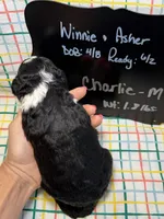 Charlie, a male Bernedoodle and Miniature Bernedoodle for sale in Kandiyohi, MN – Photo 4 of 5