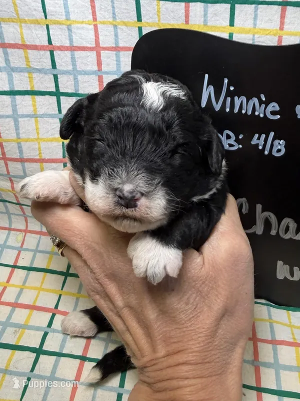 Charlie – Bernedoodle, Miniature Bernedoodle puppy for sale in Kandiyohi, MN