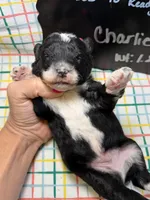 Charlie, a male Bernedoodle and Miniature Bernedoodle for sale in Kandiyohi, MN – Photo 5 of 5