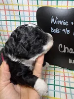 Charlie, a male Bernedoodle and Miniature Bernedoodle for sale in Kandiyohi, MN – Photo 3 of 5