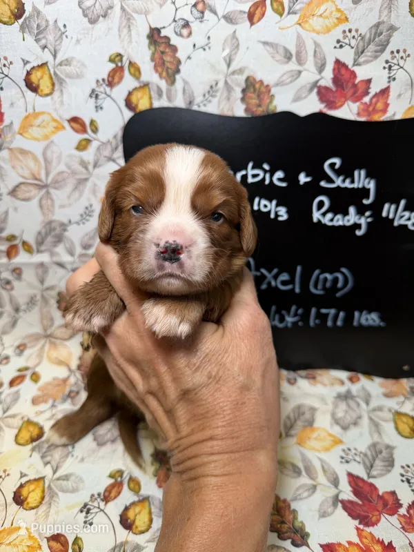 Axel – Cavalier King Charles Spaniel puppy for sale in Kandiyohi, MN
