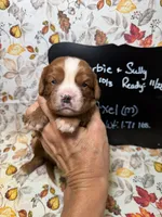 Axel, a male Cavalier King Charles Spaniel for sale in Kandiyohi, MN – 1 of 5