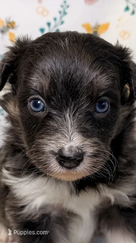 Skittles-Blue eyes – Bordoodle puppy for sale in Kandiyohi, MN