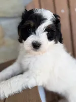 Olaf, a male Bernedoodle and Miniature Bernedoodle for sale in Kandiyohi, MN – 3 of 4
