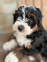 Cookie, a female Bernedoodle and Miniature Bernedoodle for sale in Kandiyohi, MN – 3 of 5