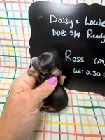 Ross, a male Cavapoo for sale in Kandiyohi, MN – 2 of 5