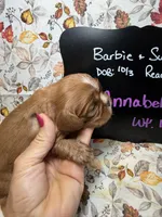 Annabelle, a female Cavalier King Charles Spaniel for sale in Kandiyohi, MN – 3 of 5