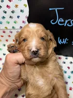 Jersey, a male Cavapoo for sale in Kandiyohi, MN – 4 of 5