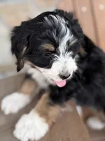 Maple, a female Bernedoodle and Miniature Bernedoodle for sale in Kandiyohi, MN – 2 of 4