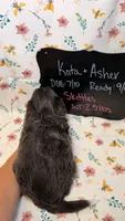 Skittles-Blue eyes, a female Bordoodle for sale in Kandiyohi, MN – 3 of 3