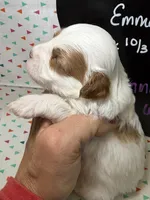 Cinnamon, a female Cavapoo for sale in Kandiyohi, MN – 3 of 5