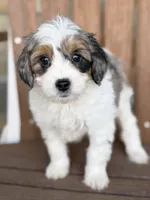 Molly, a female Bernedoodle and Miniature Bernedoodle for sale in Kandiyohi, MN – 1 of 5